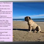 Apartment L'hyliadenna Avec Jardin Au Coeur D'heliopolis - Village Naturiste, A Pied